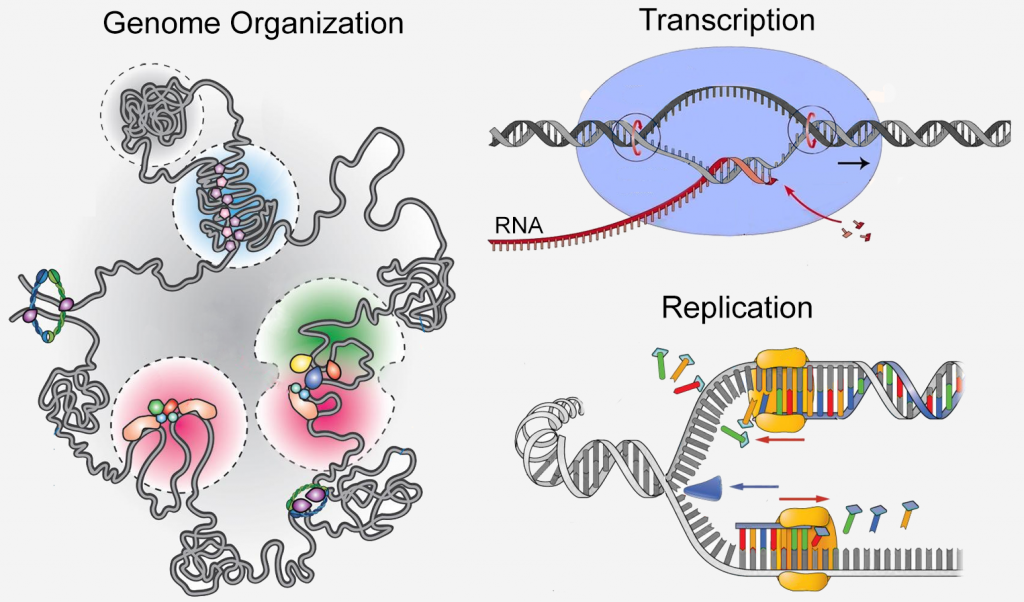 Molecular Genetics Richard Janissen Biomedical Research And Development